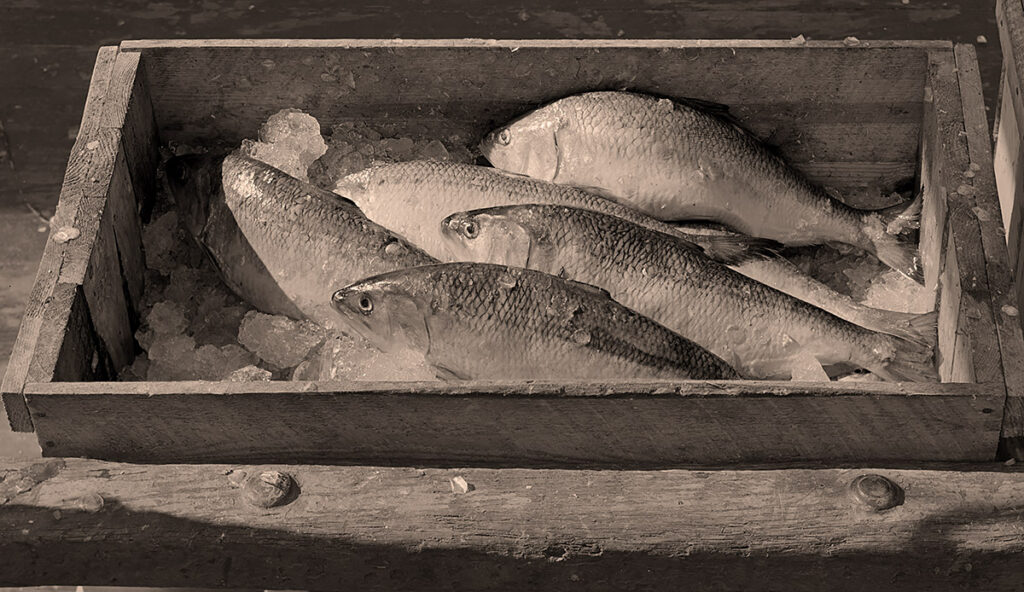 Fresh caught shad still in the boat.